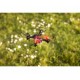 Carson X4 Quadcopter Angry Bug 2.0 100% RTF
